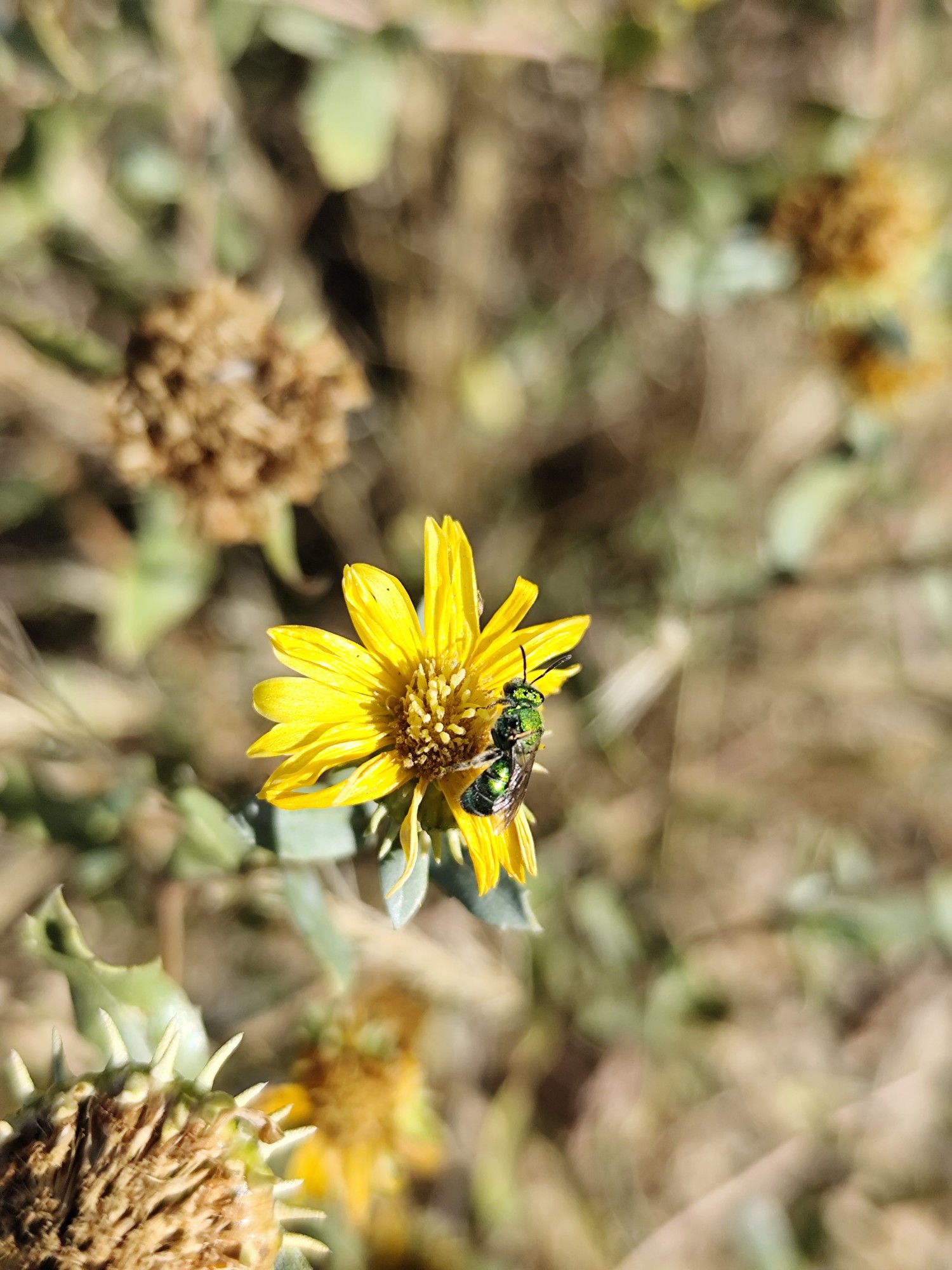 Foto Abeja del Sudor