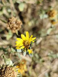 Foto Abeja del Sudor