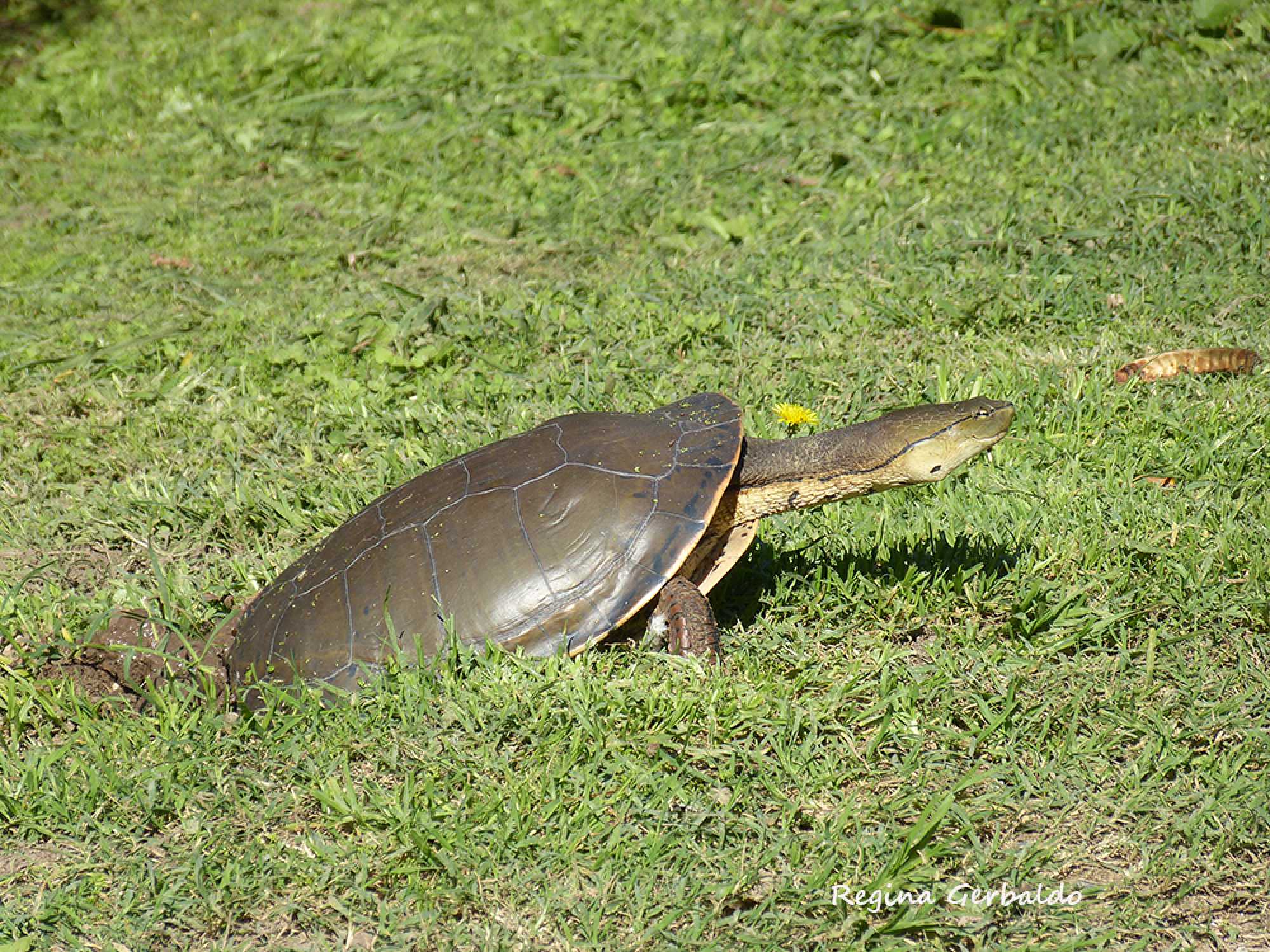Foto Tortuga de Laguna