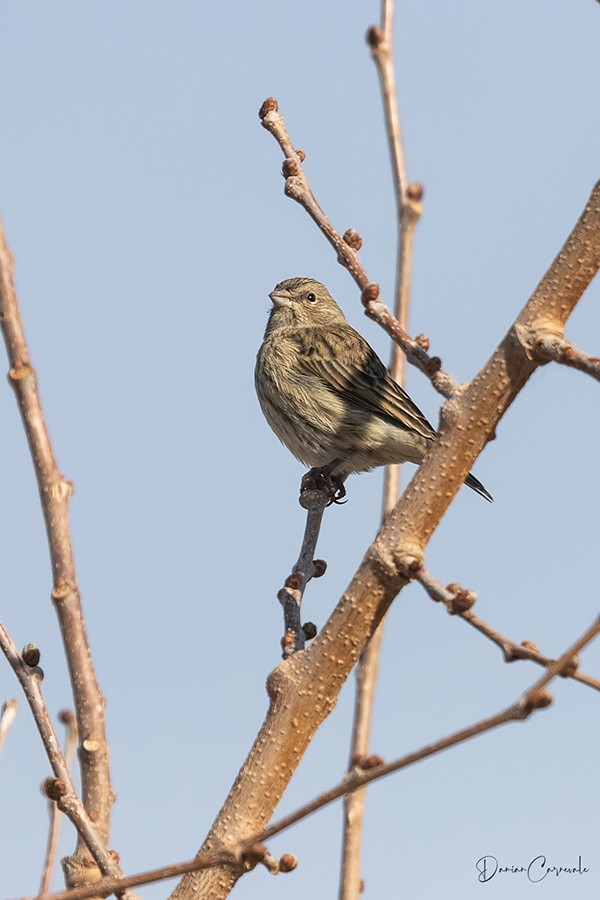 Canário-da-terra-verdadeiro (Sicalis flaveola)