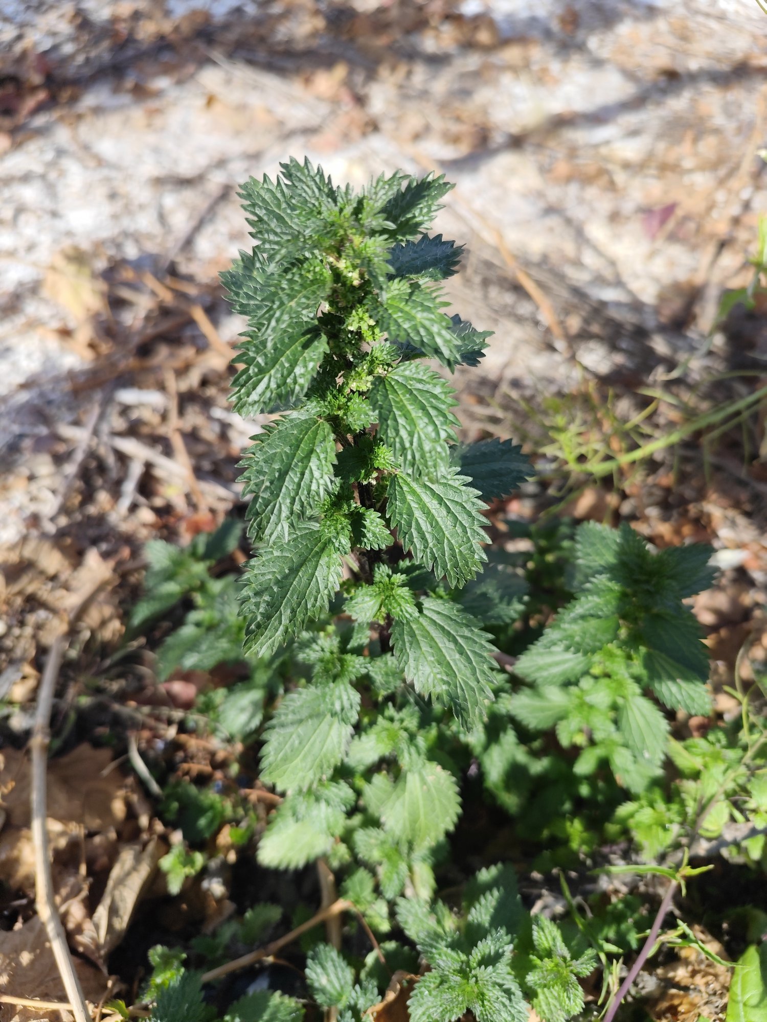 Photo Ortiga Verde