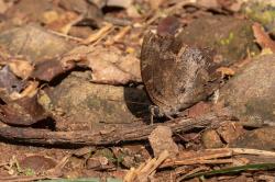 Foto Hoja Azul