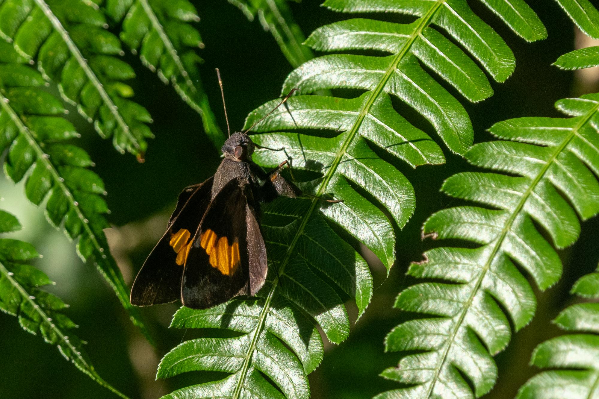 Lychnuchoides&nbsp;ozias