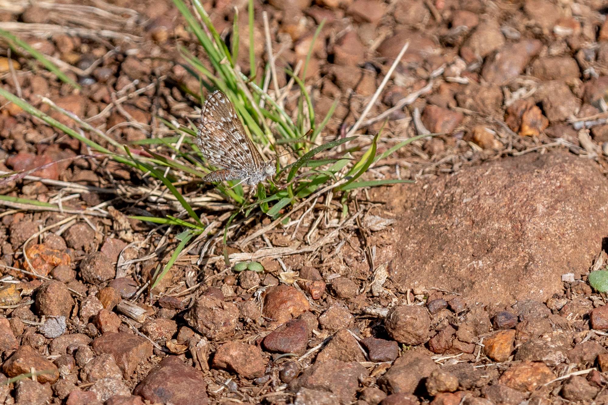 Zabuella&nbsp;tenellus