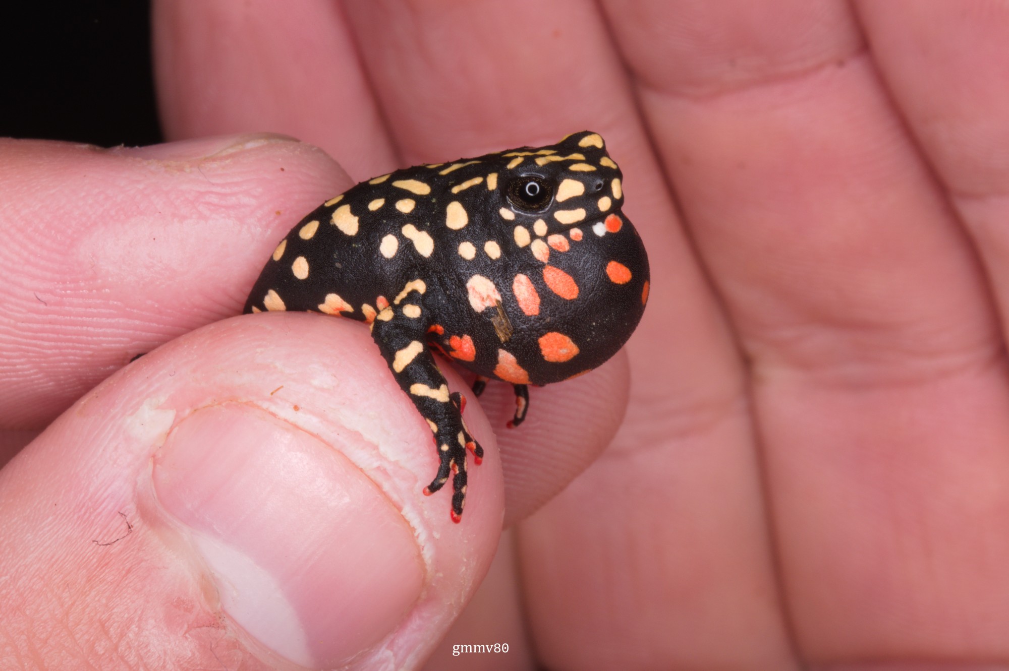 Melanophryniscus&nbsp;fulvoguttatus