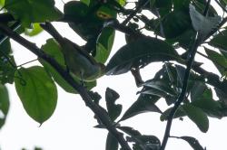 Foto Saíra Dorada