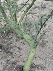Foto Chañar Brea