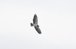 Foto Aguilucho Cola Corta