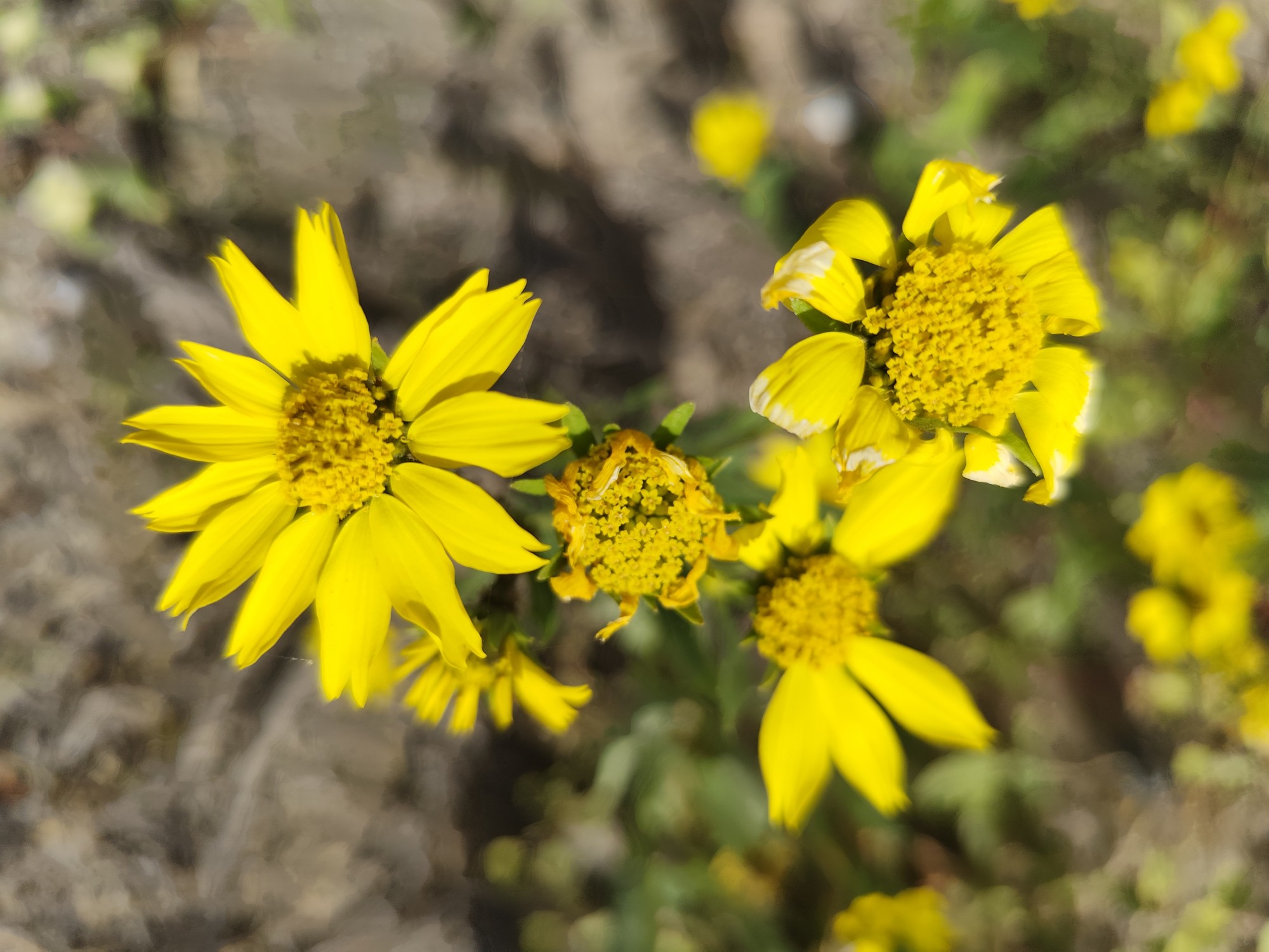 Photo Girasolillo