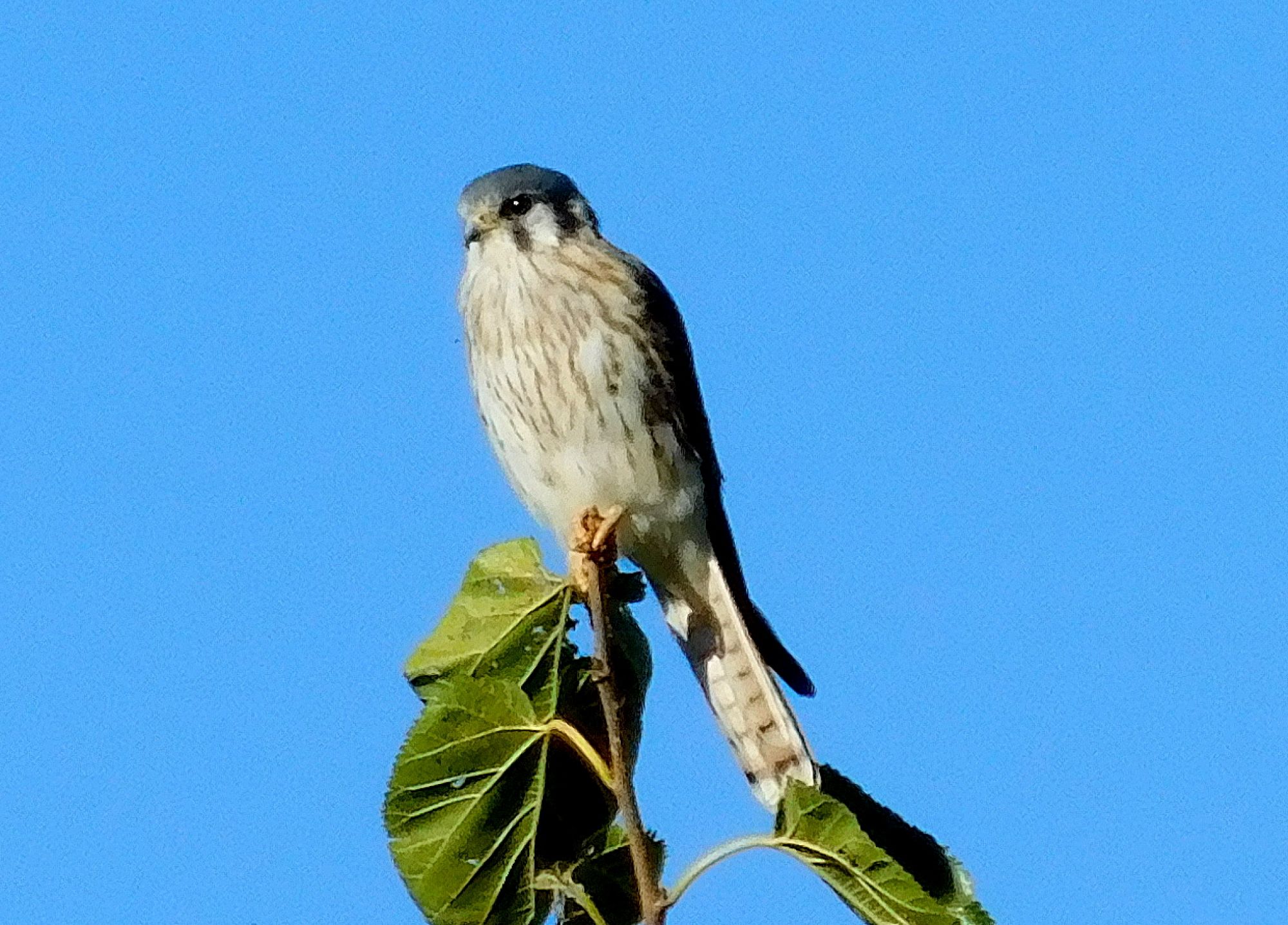 Foto Halconcito Colorado