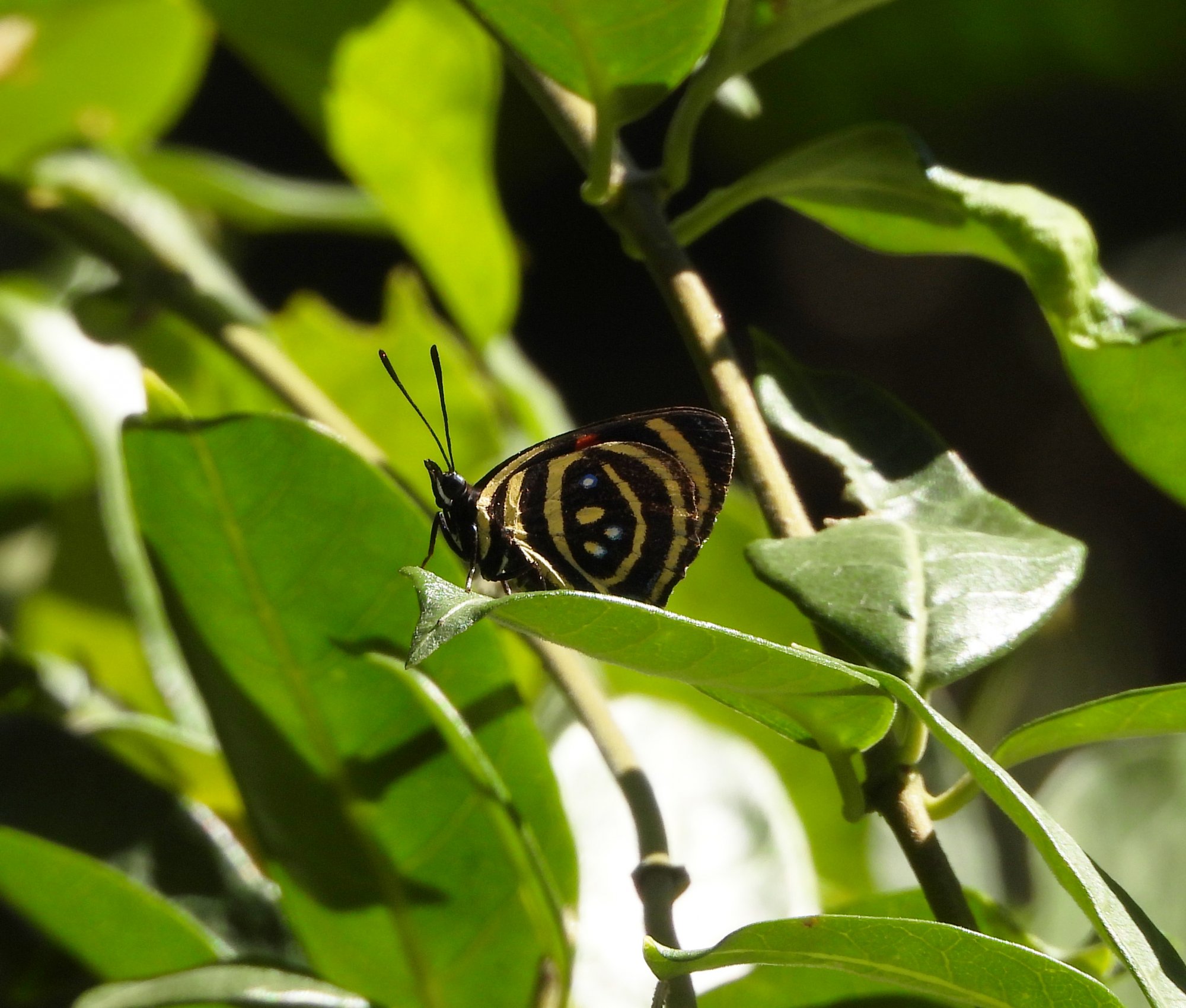 Foto Pará Miní
