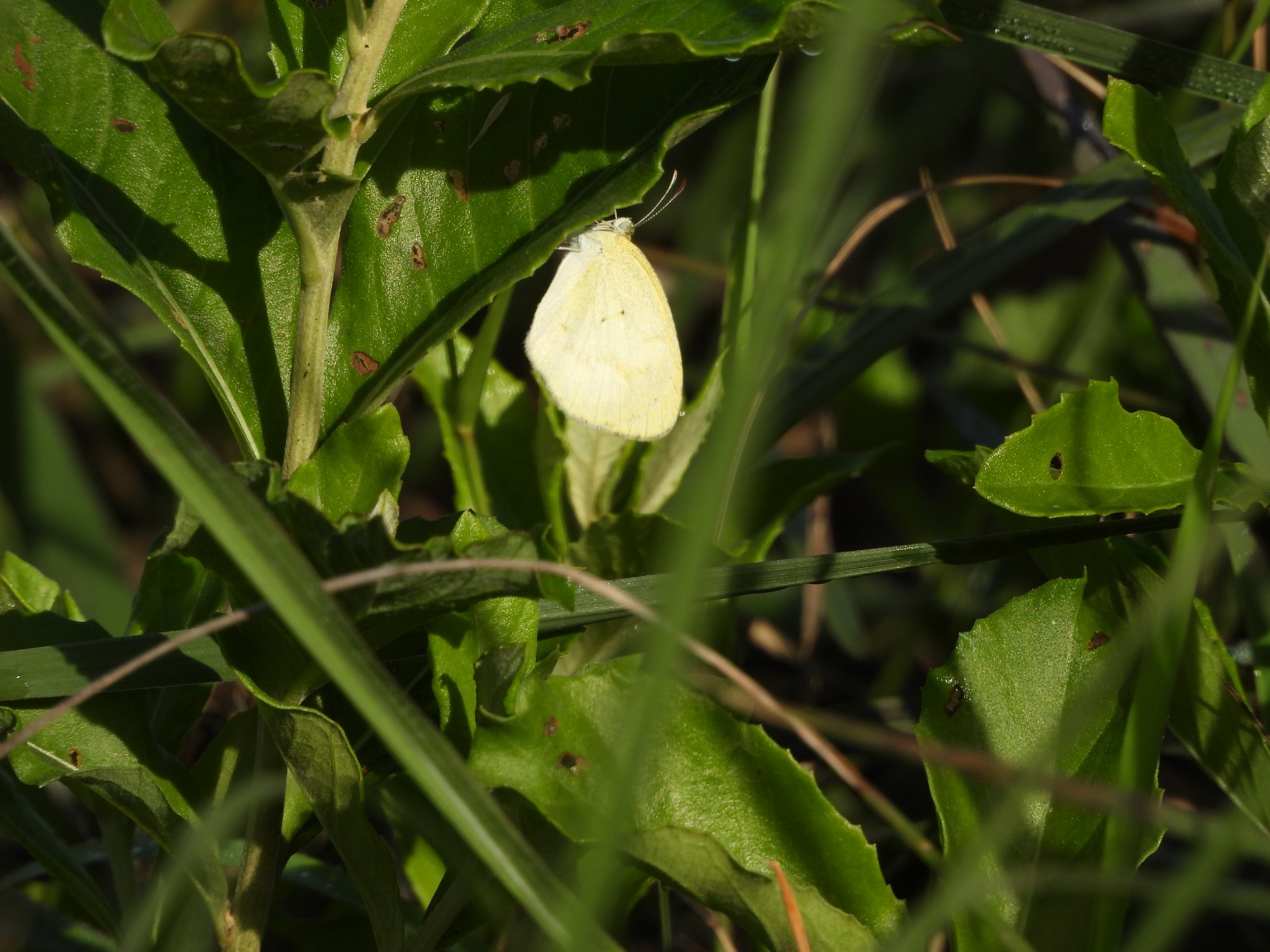 Foto Limoncito Adornado
