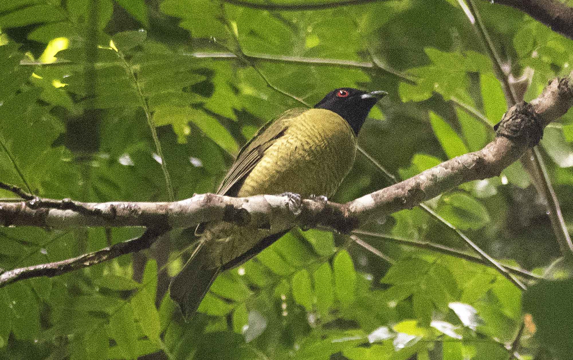 Carpornis&nbsp;melanocephala