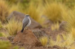 Photo Dormilona Gris