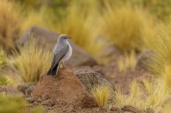 Photo Dormilona Gris