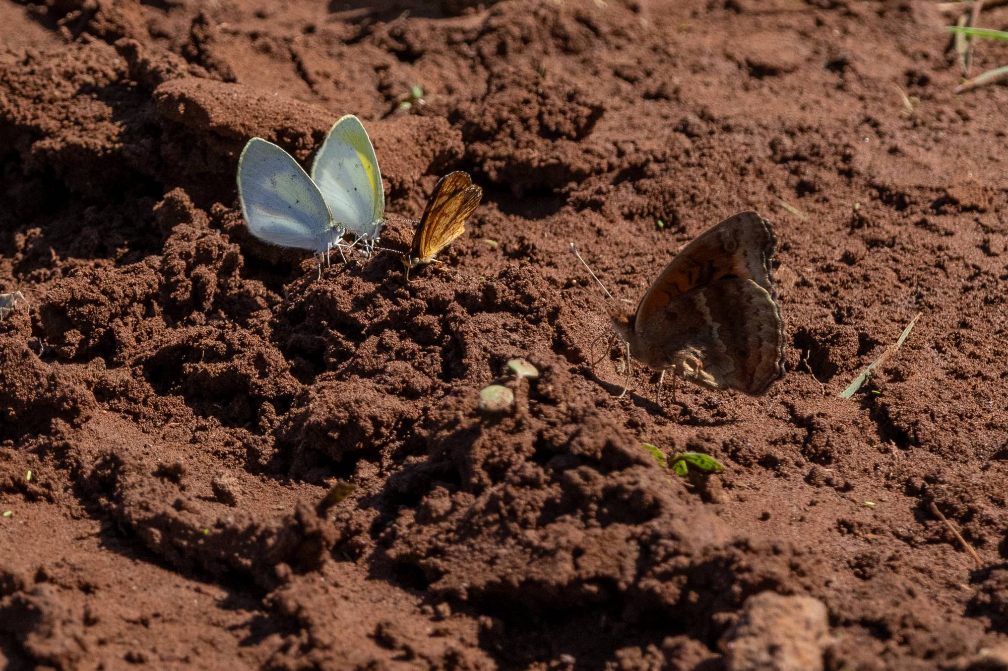 Foto Limoncito Adornado