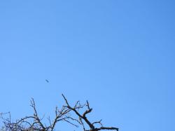 Foto Bandurria Boreal
