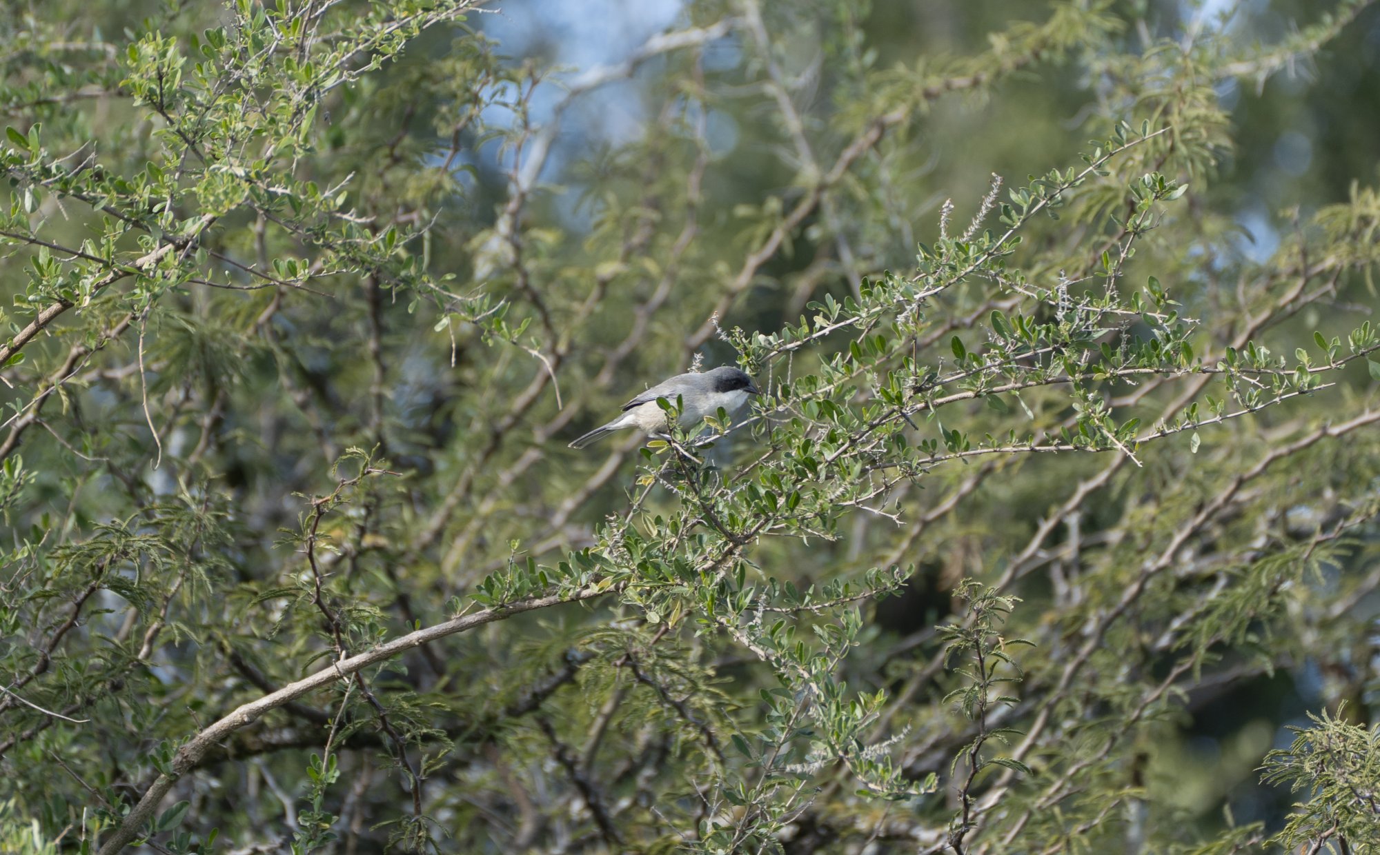 Foto Monterita Cabeza Negra