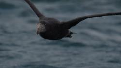 Photo Petrel Gigante Subantártico
