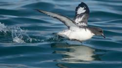 Foto Petrel Damero