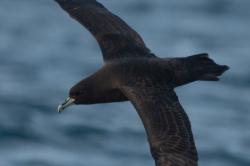 Foto Petrel Barba Blanca