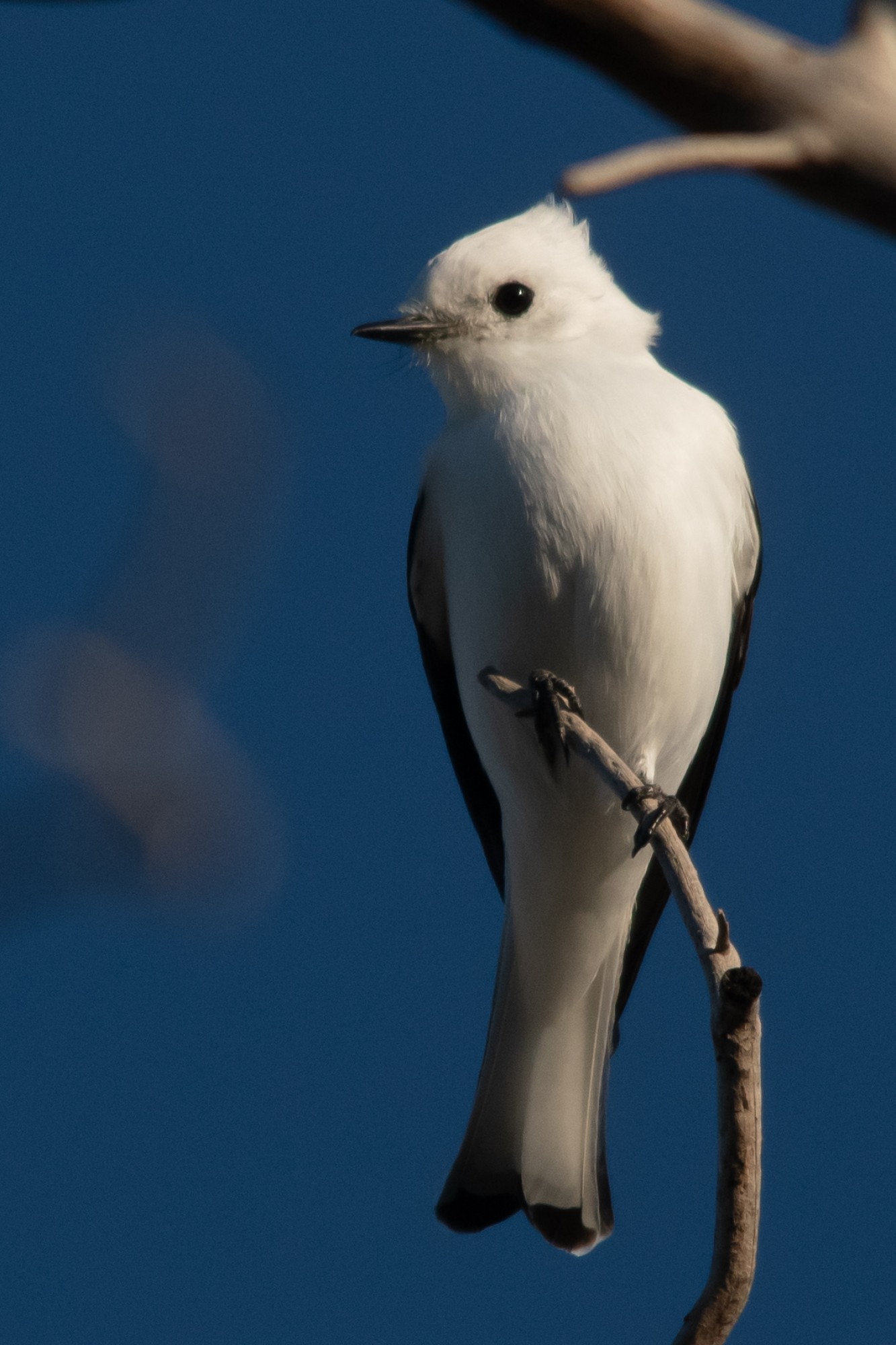 Foto Monjita Blanca