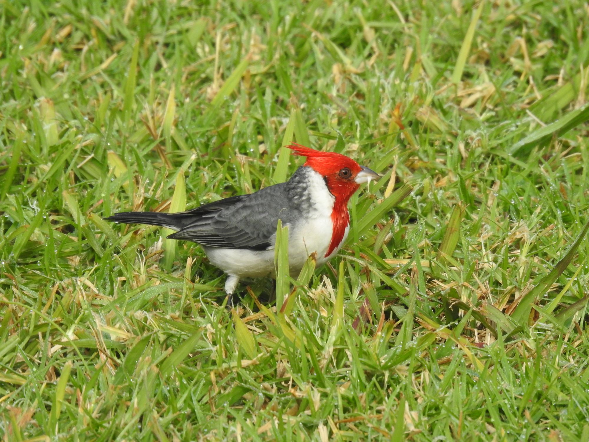Photo Cardenal Común