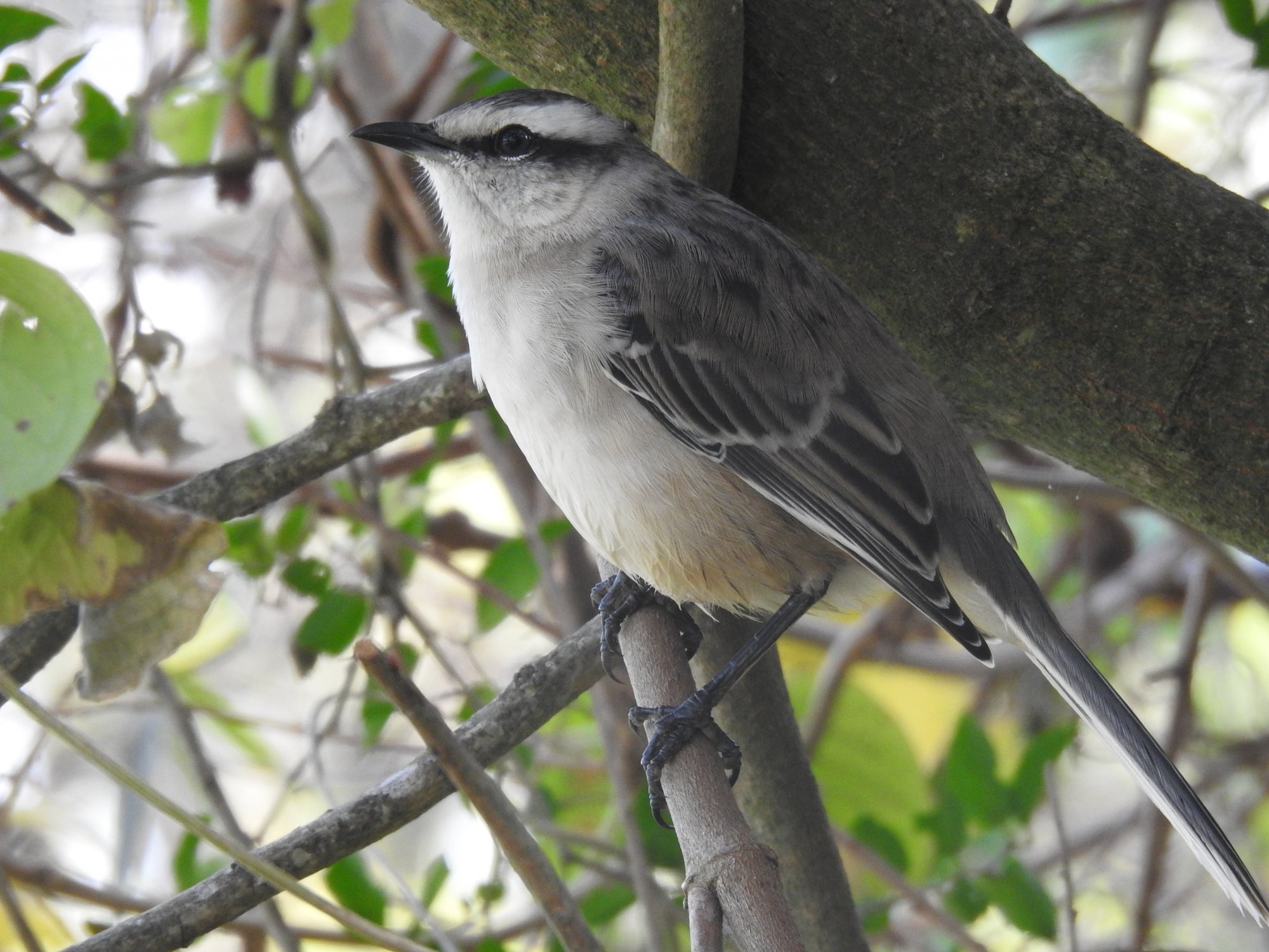 Foto Calandria Grande