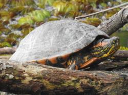 Foto Tortuga Pintada