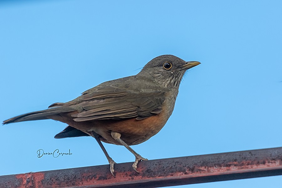Zorzal Colorado (Turdus rufiventris)