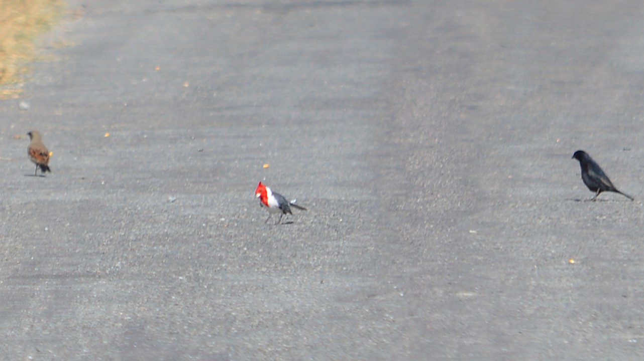 Foto Cardenal Común