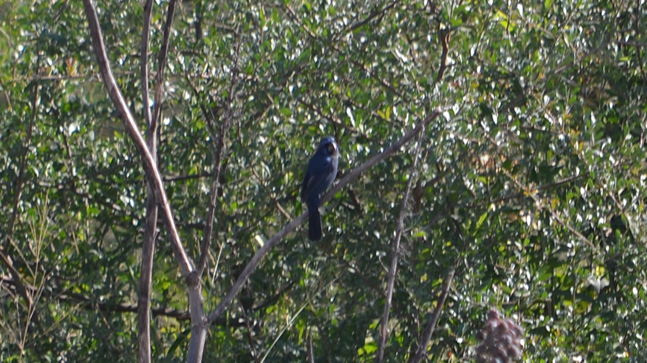 Foto Reinamora Grande