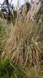 Foto Cortadera