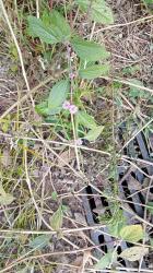 Foto Salvia Morada