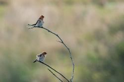 Photo Golondrina Cabeza Rojiza