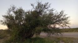 Foto Algarrobo Dulce