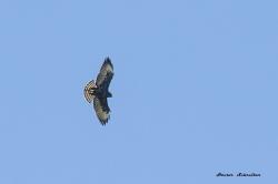 Foto Aguilucho Cola Corta