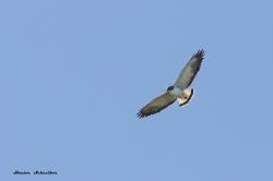 Foto Aguilucho Alas Largas