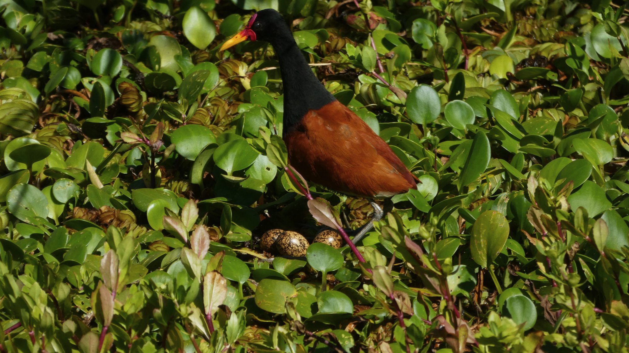 Photo Jacana