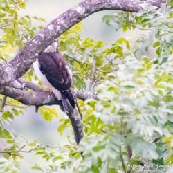 Foto Aguilucho Cola Corta