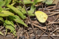 Foto Limoncito Dos Puntos