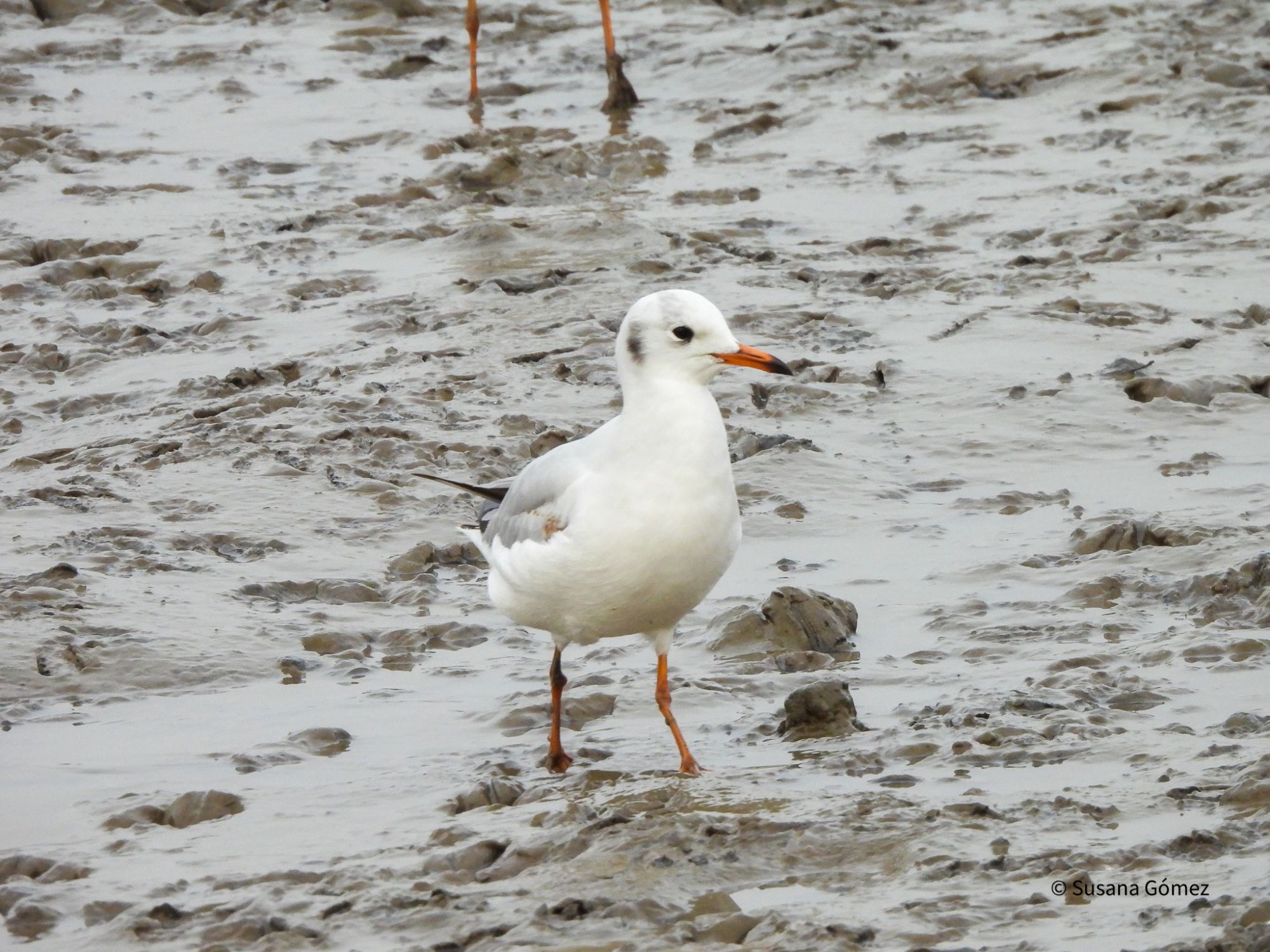 Foto Gaviota Capucho Café