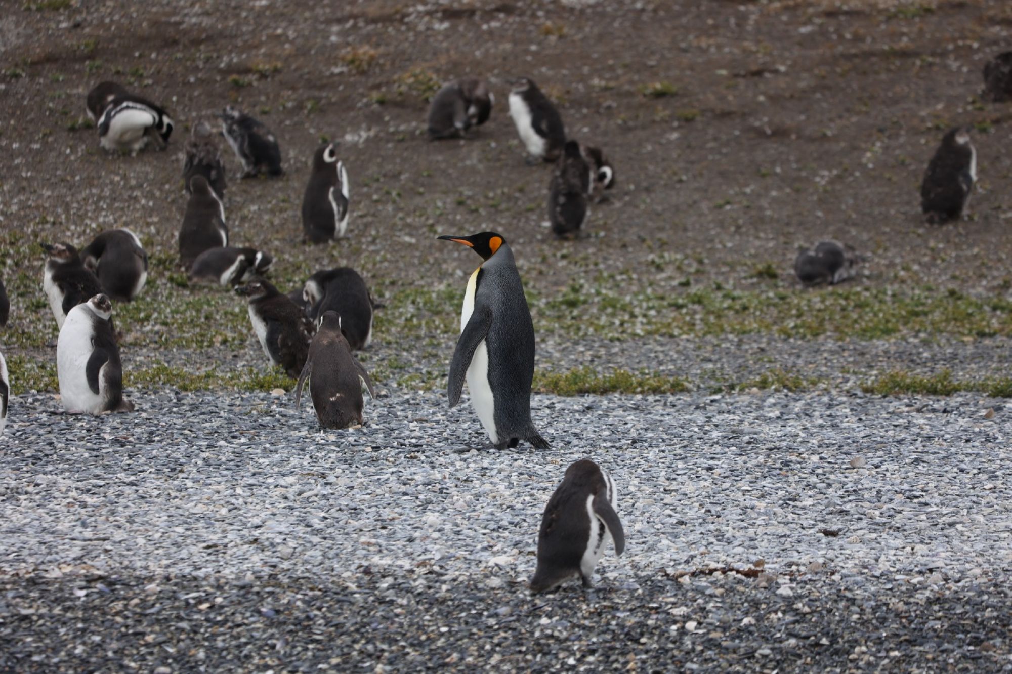 Foto Pingüino Rey