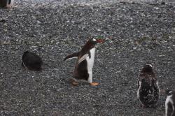 Foto Pingüino de Vincha