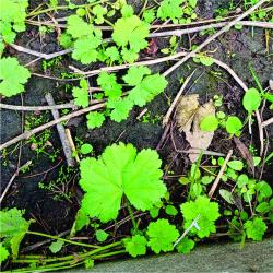 Photo Malva Del Campo