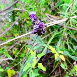 Foto Verbena Amarga