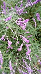 Photo Salvia Cruz
