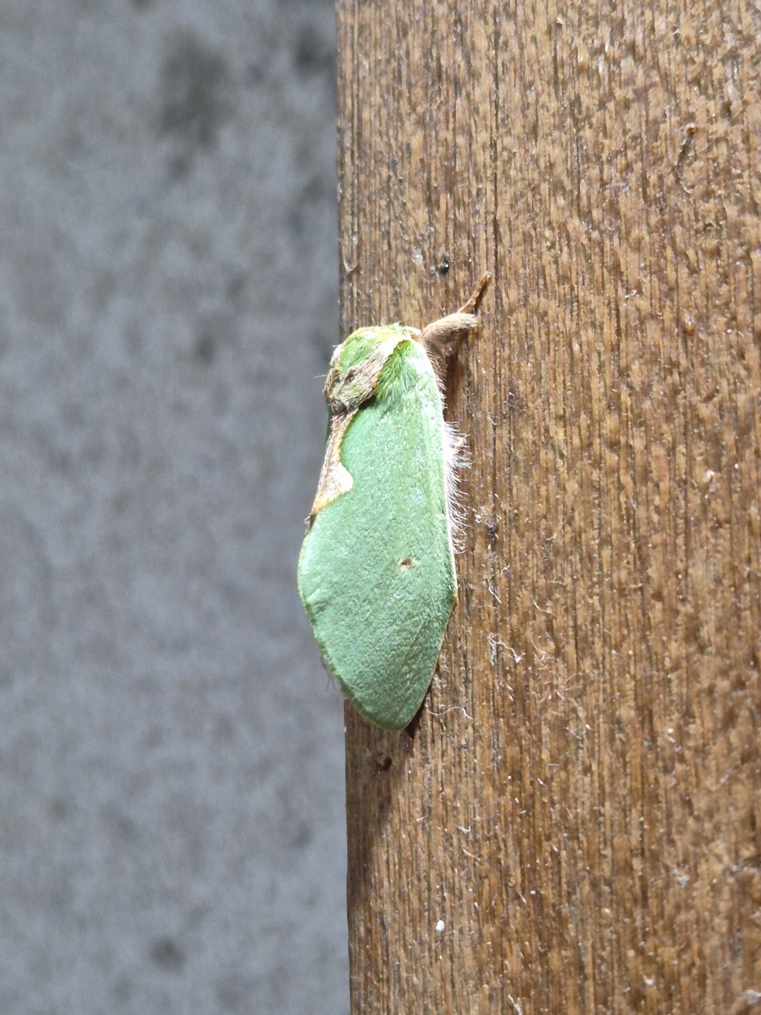 Rosema&nbsp;sciritis