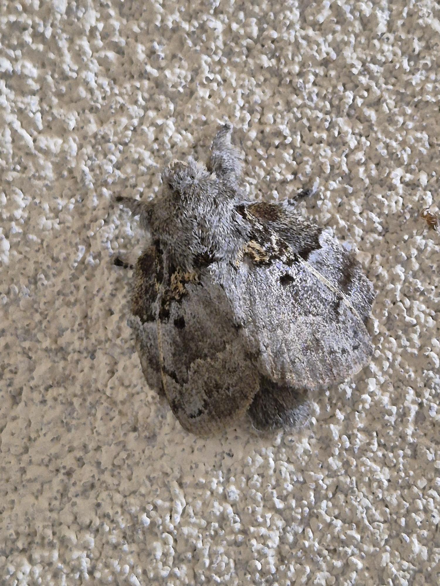 Euglyphis&nbsp;praedicabilis