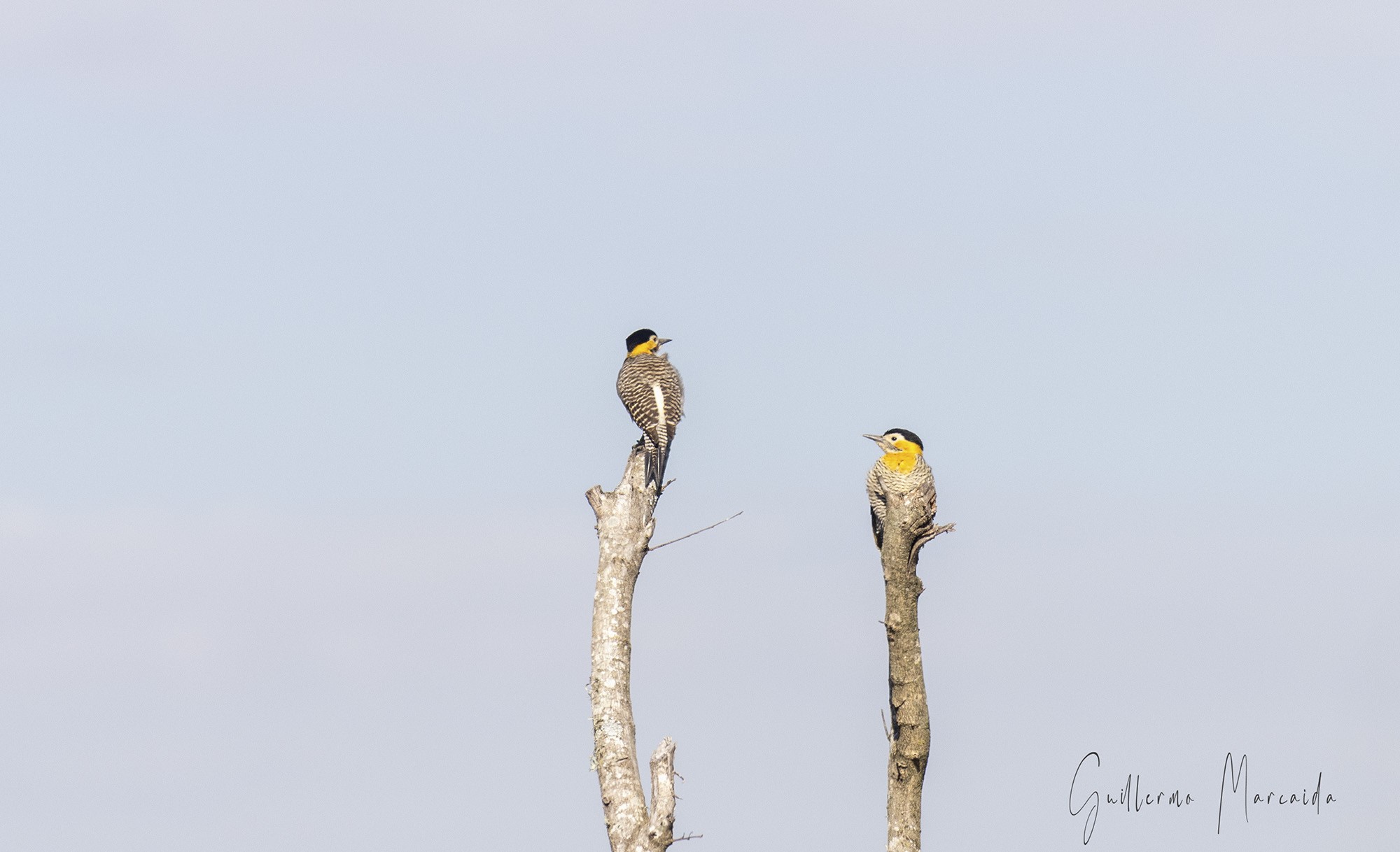 Photo Carpintero Campestre